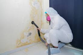 Professional Mold Removal in Warson Woods, MO